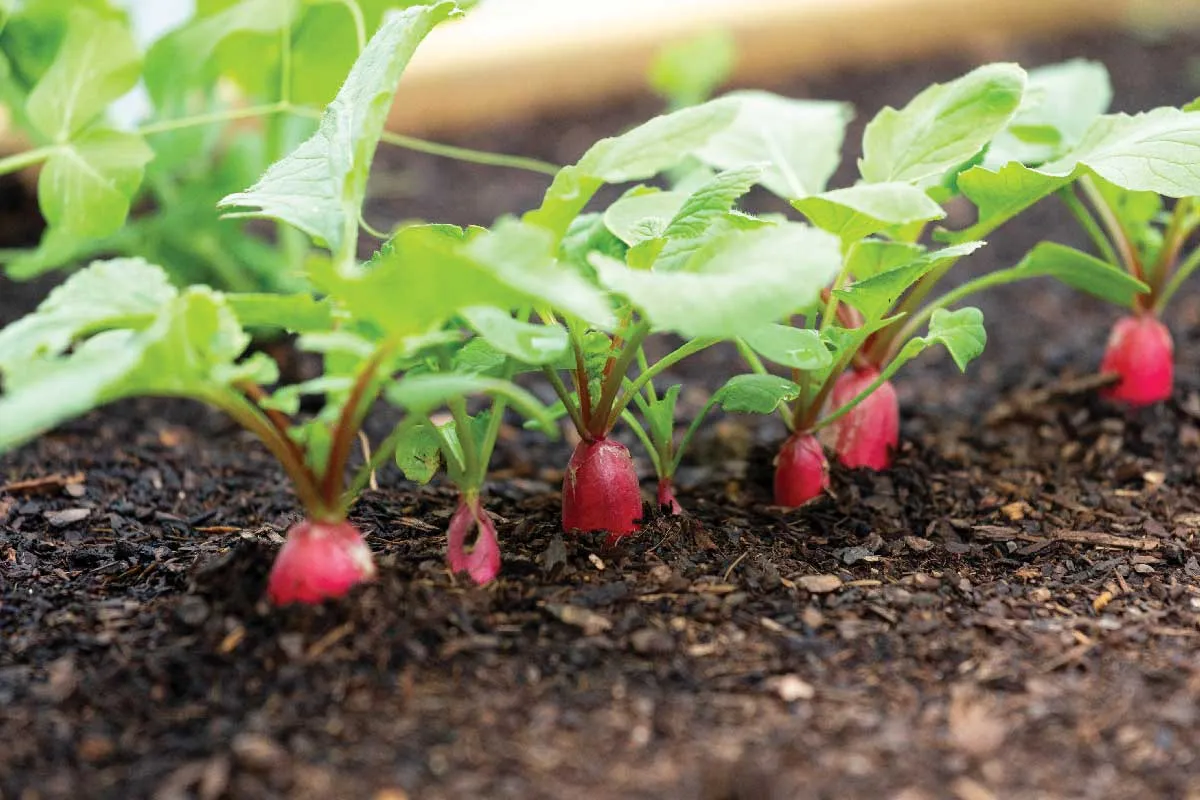 Radishes in a garden