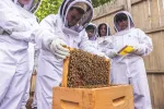 Students in white bee suits, holding bee-covered frame