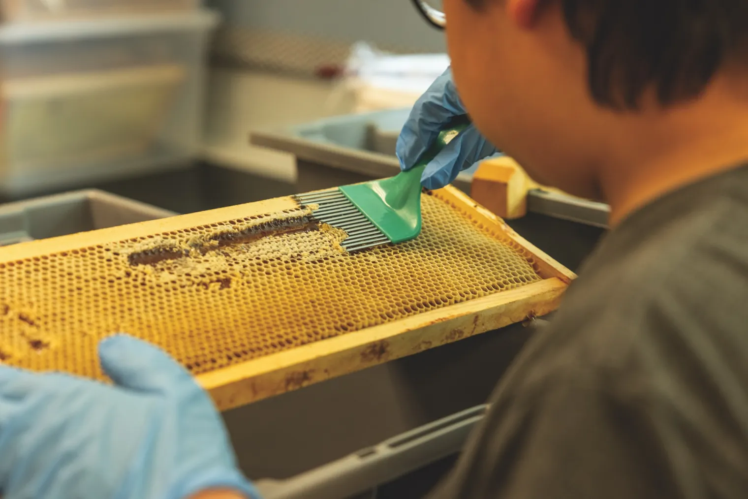 With a comblike tool, students scrape the caps off the honey frames