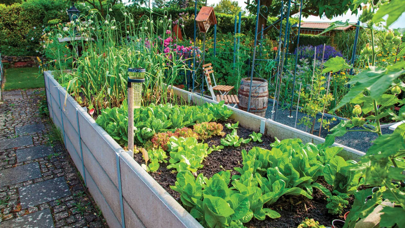 Backyard vegetable garden.