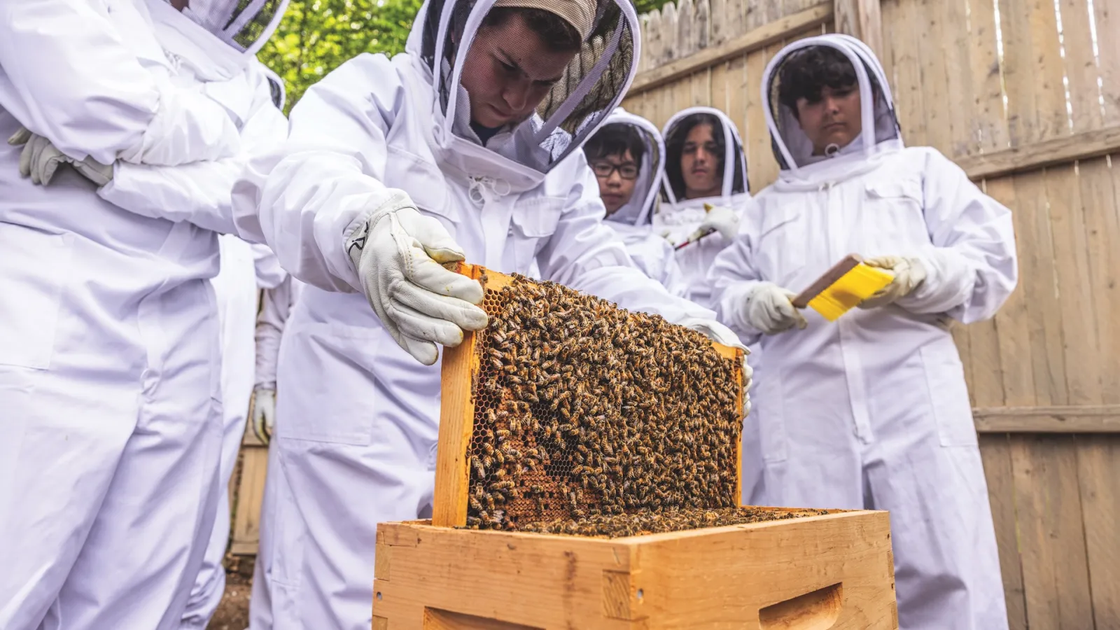 Students in white bee suits, holding bee-covered frame