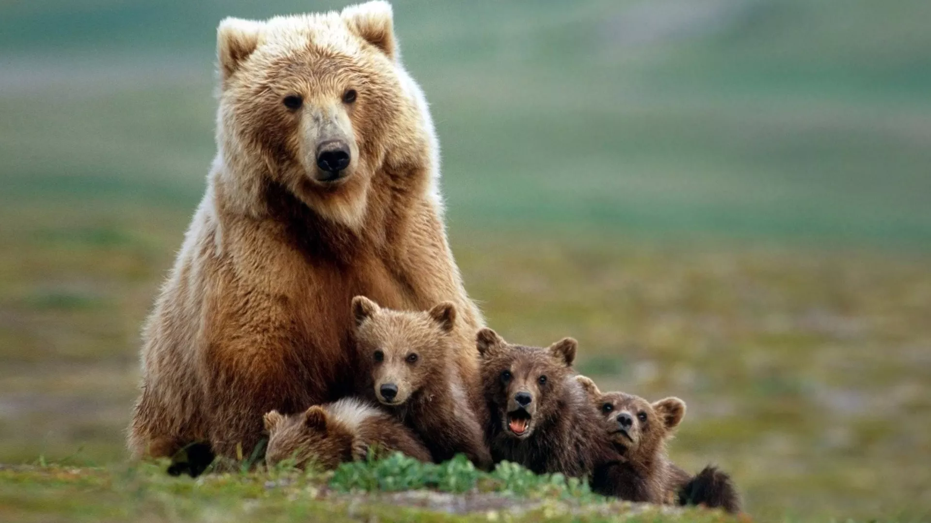 mother grizzly bear with 4 cubs in Alaska