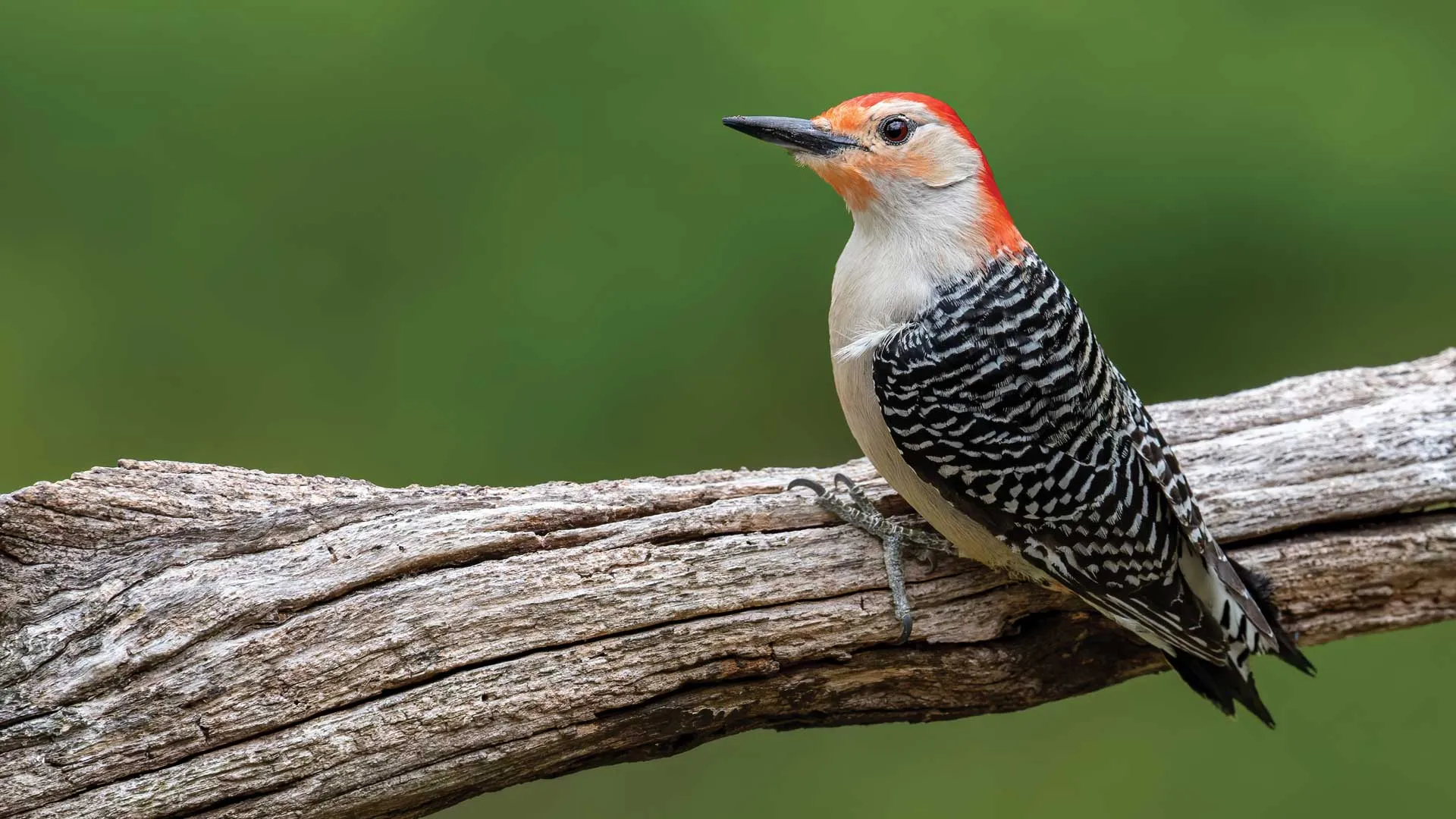 red-bellied woodpecker perched on a branch