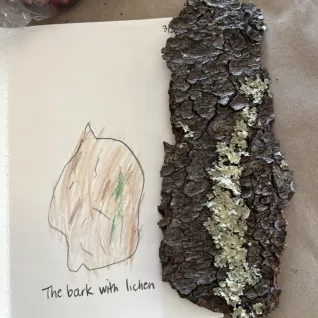 Photo of student's drawing of lichen
