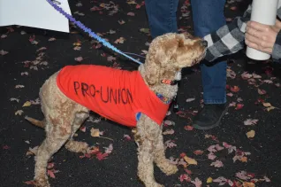 Dog wearing a red dog coat that says "PRO UNION"