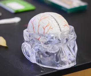 A model display of the human brain.