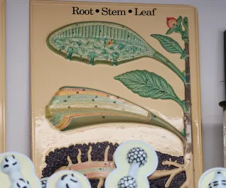 Poster of a Root, Stem, Leaf diagram showing parts of a plant.