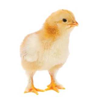 2510_quicktakes_02-baby-chick