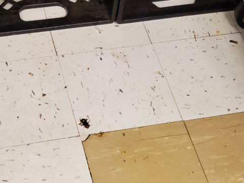 Bug-infested classroom