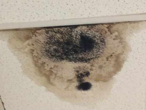 Ceiling mold at school